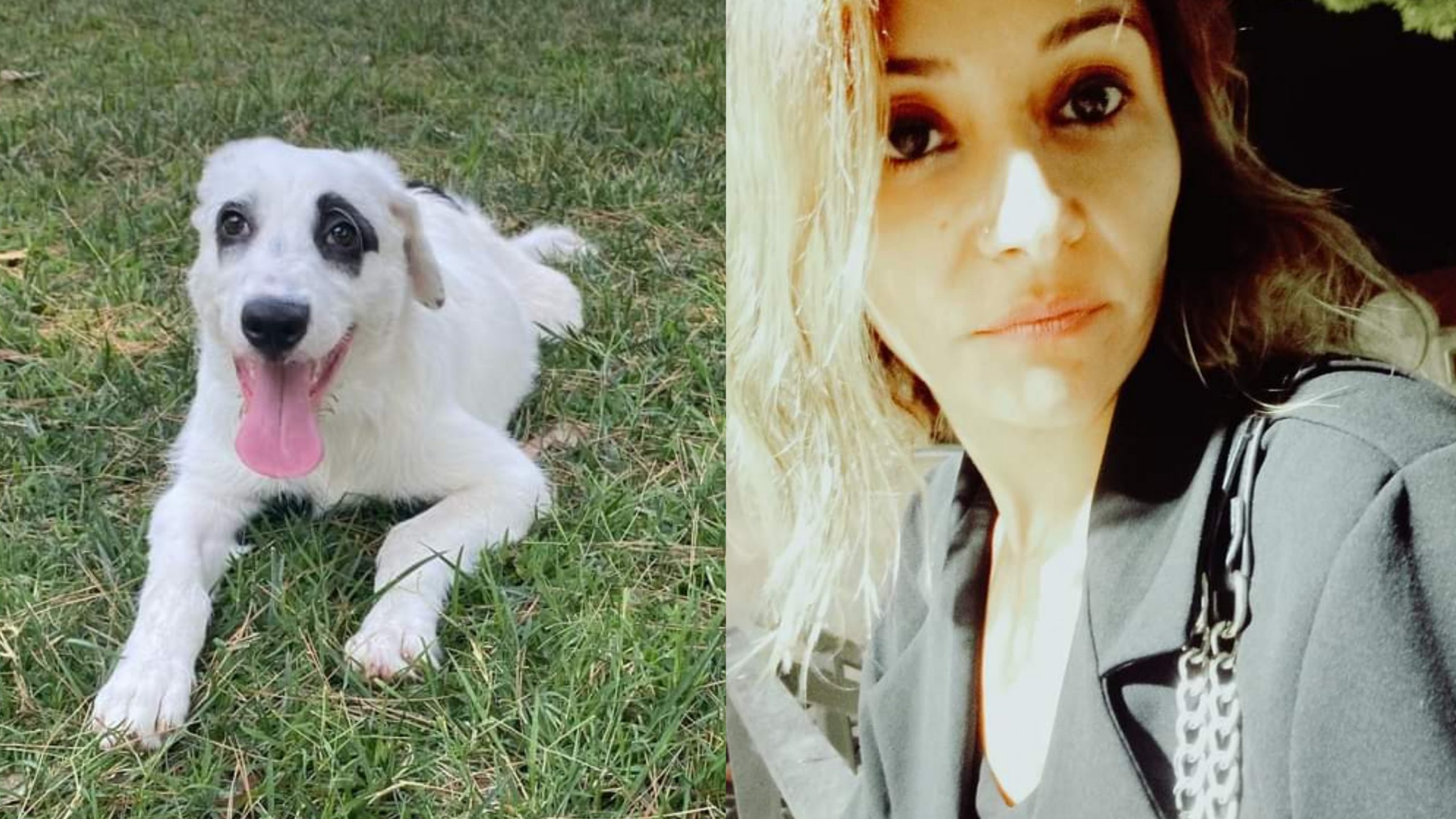 Serramanna, insulti e accuse via social perché costretta a riportare il cane adottato