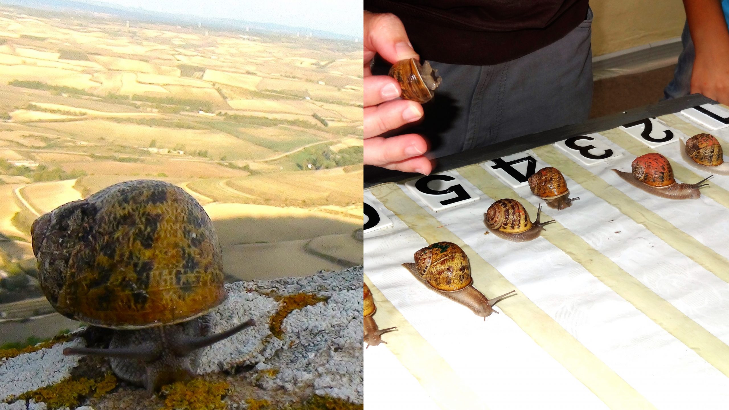 Gesico,  torna anche quest’anno l’appuntamento con la Sagra della Lumaca