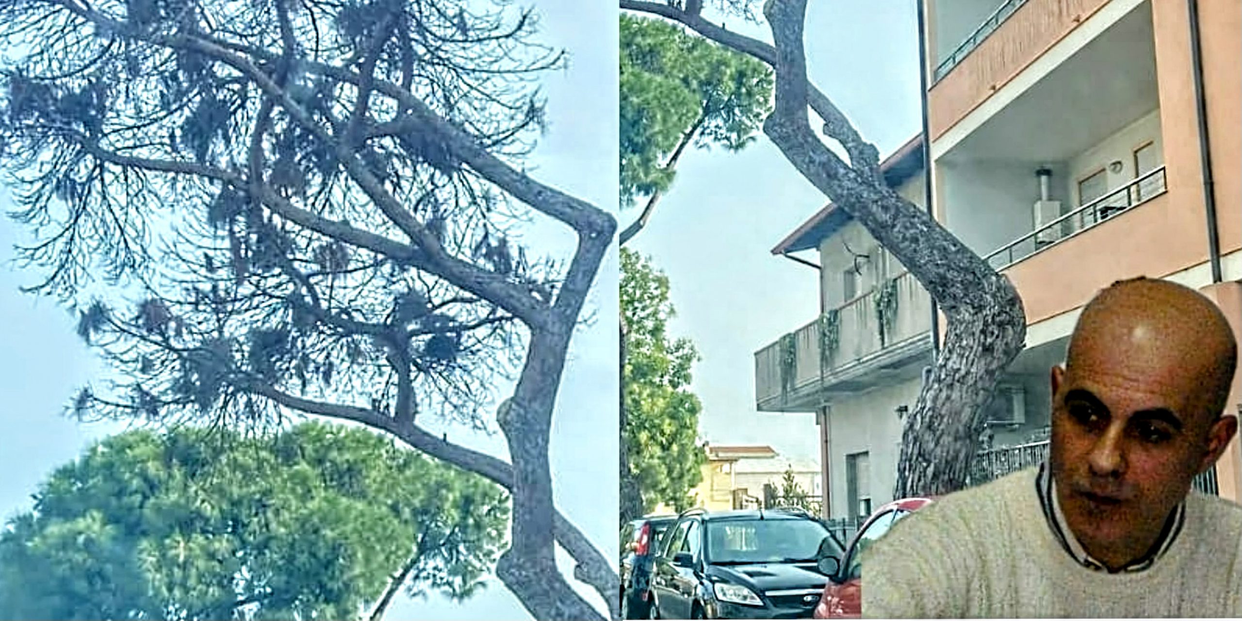 Assemini, allarme rischio di caduta degli alberi secchi: “Il verde pubblico è trascurato”