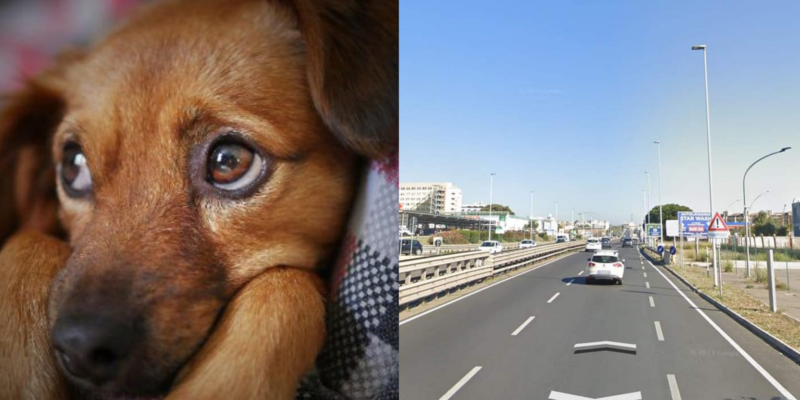 Cagliari, cane cade da un’auto in corsa sull’Asse mediano: rintracciato il padrone
