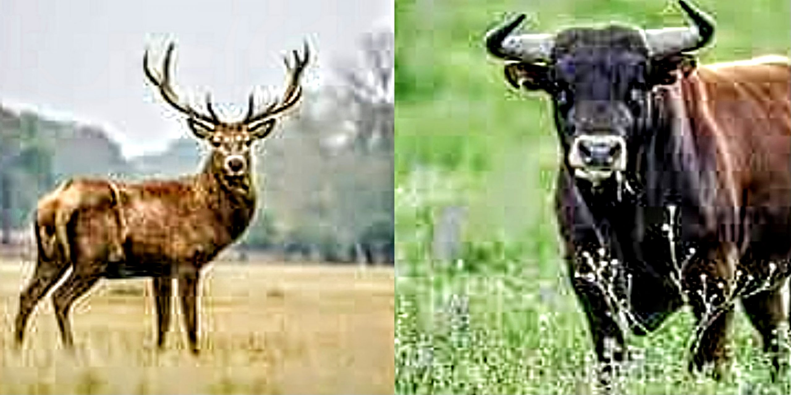 Pula, ennesimo incidente stradale causato dai cervi che hanno attraversato la Ss 195