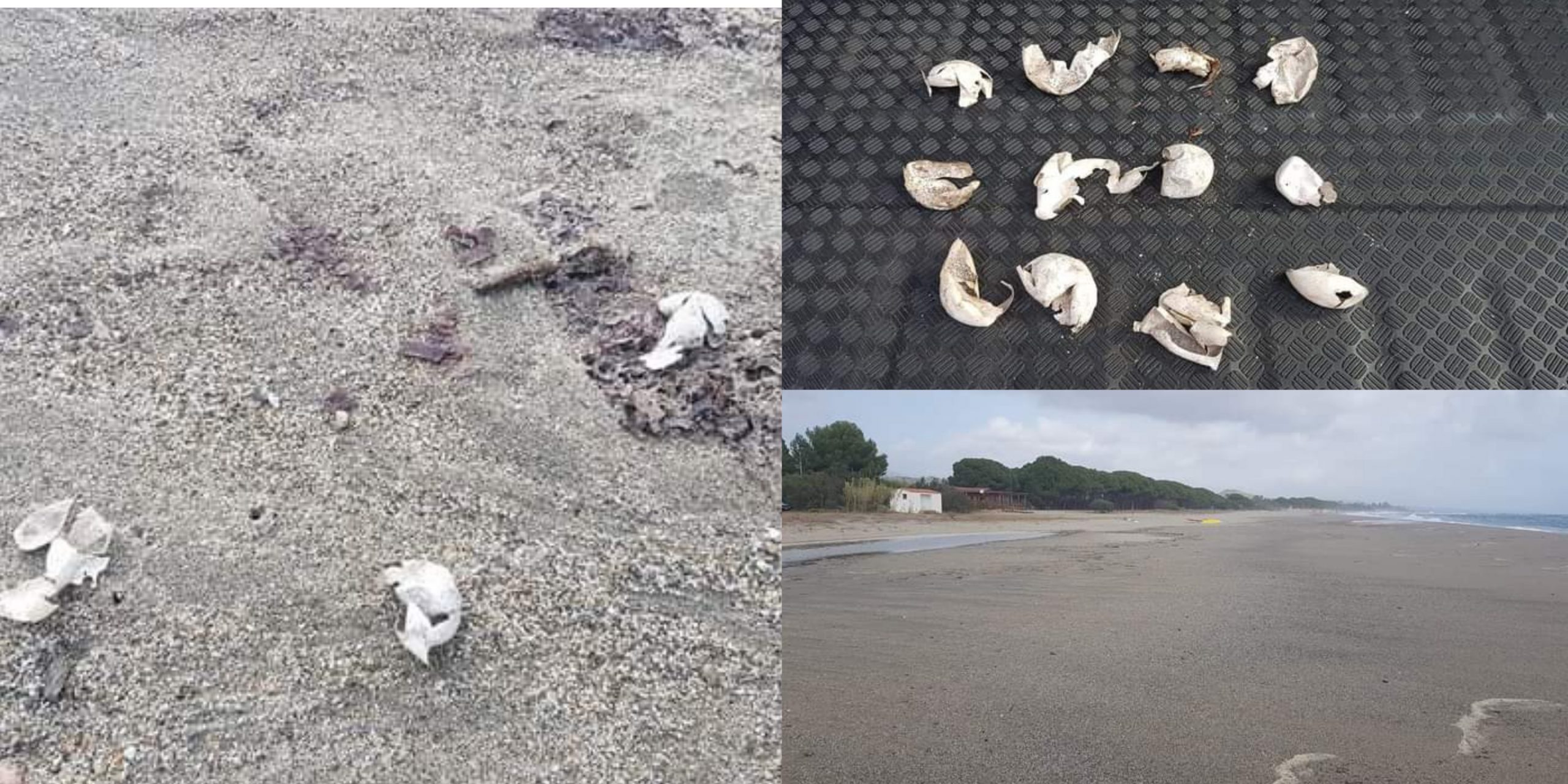 A Cardedu il 19esimo nido di Caretta caretta in Sardegna del 2023