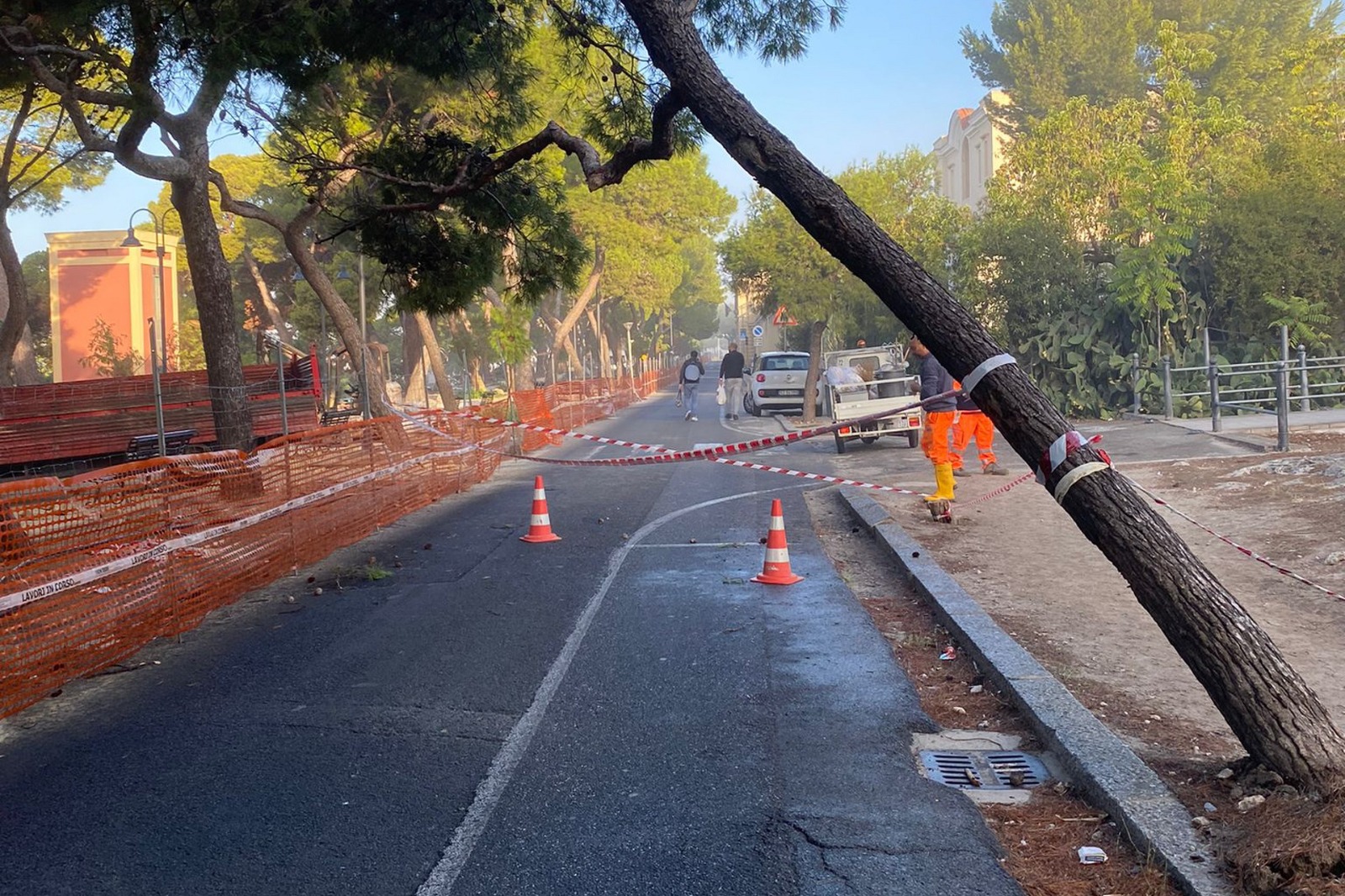 Cagliari, camion urta contro con un pino in viale Buoncammino: il Comune abbatte l’albero