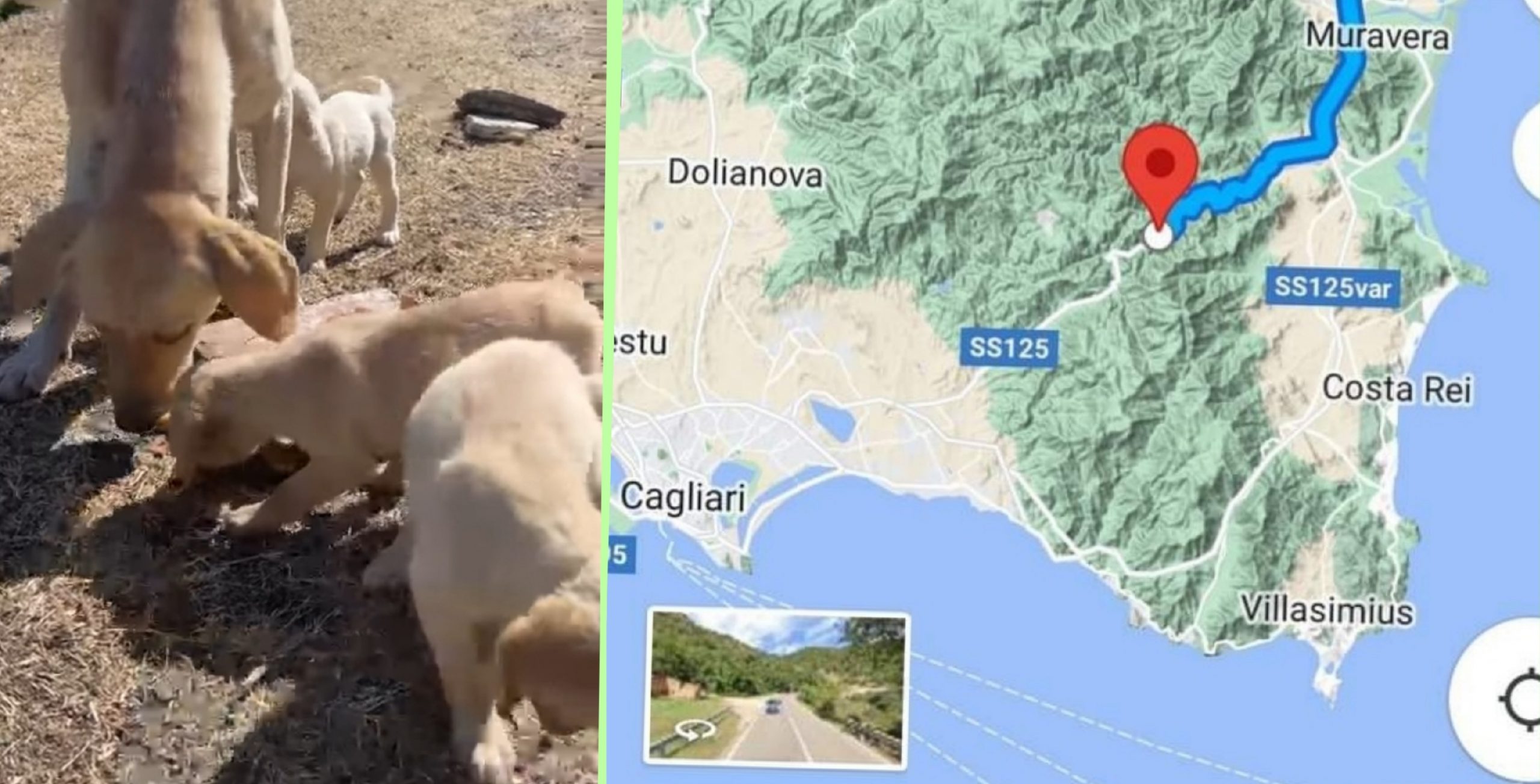 Radio Zampetta Sarda, sos per mamma e cuccioli abbandonati sulla Ss 125