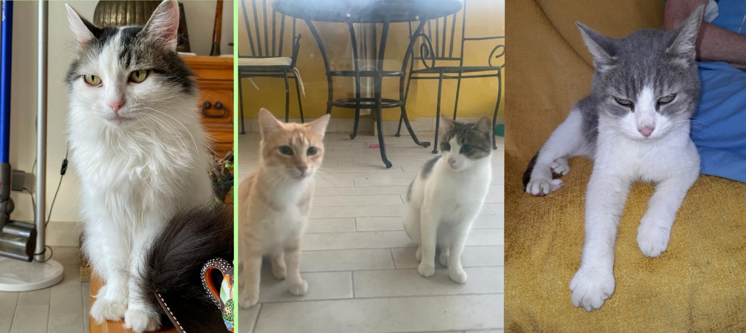 Sos a Radio Zampetta Sarda: “Ho poco da vivere, vorrei vedere sistemati i miei 4 gatti”