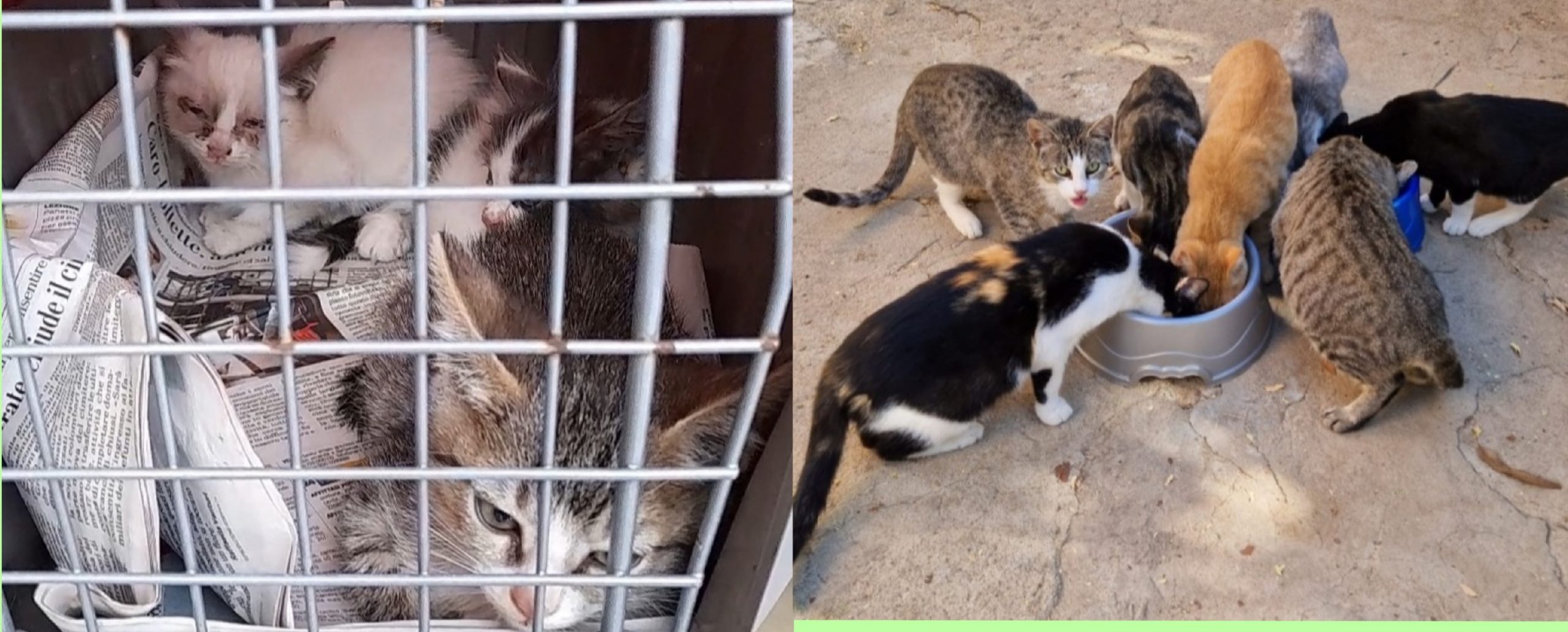 Selargius, oltre 20 gatti infestati da parassiti: si apre una raccolta fondi per sanificare