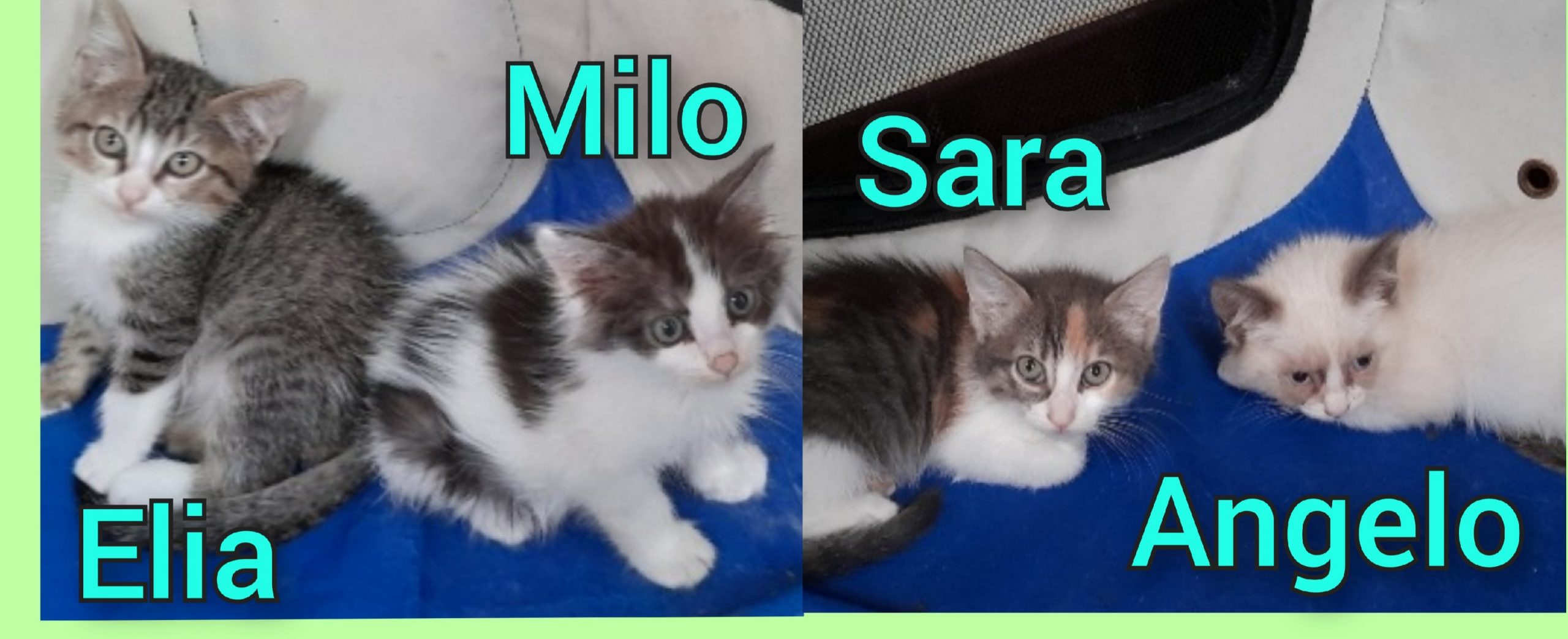 Le quattro meraviglie di Radio Zampetta Sarda cercano casa