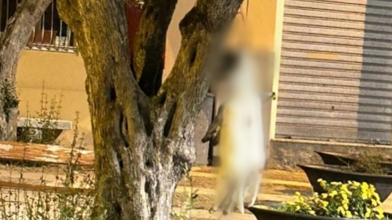 Choc in piazza a Siurgus Donigala, due cani impiccati a un albero: “Troppi trogloditi”