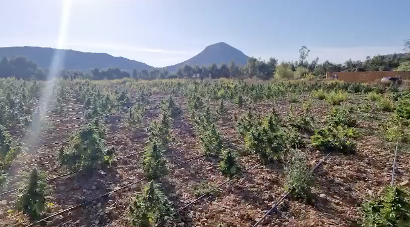 Scoperta una piantagione di marijuana a Barega, 4 persone arrestate dalla polizia