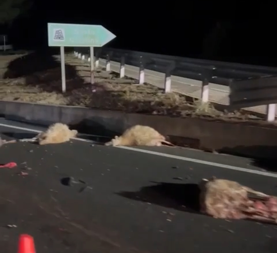 Gregge invade la Ss 131 a Paulilatino: decine di pecore travolte e uccise dalle auto