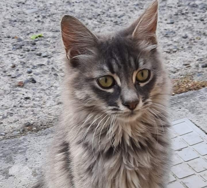 Radio Zampetta Sarda: abbandonato come spazzatura, gattino cerca casa