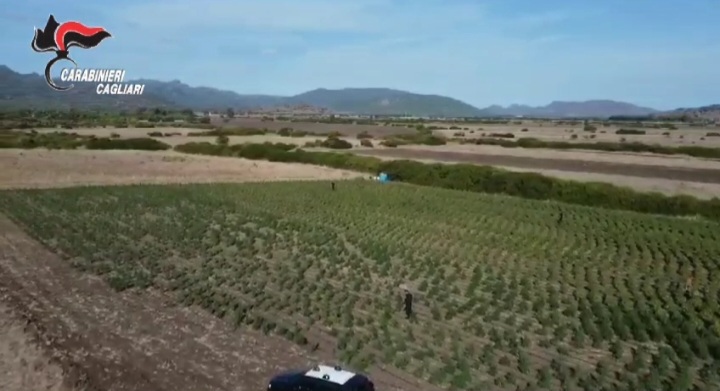 Dopo Arborea e Pimentel, ora Guspini: scoperta dai carabinieri una maxi piantagione di marijuana