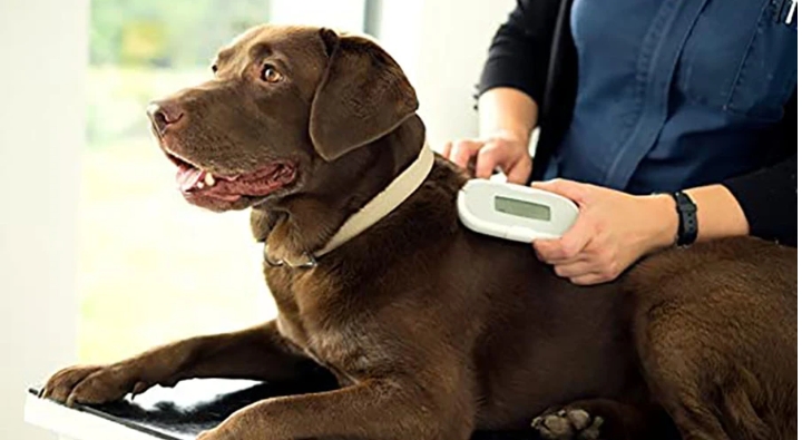 Villasor, controlli a campione per i cani senza microchip