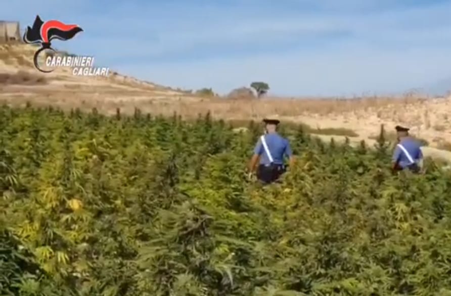 Scoperta un’immensa piantagione di marijuana a Pimentel: sequestro di droga da 10 milioni di euro