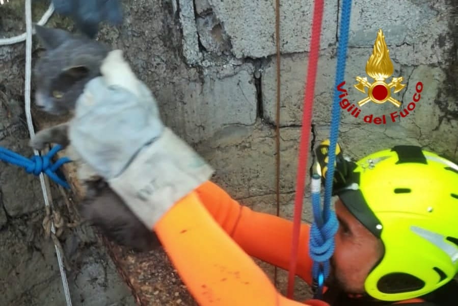 Cagliari, un gattino cade in un pozzo profondo dieci metri: salvato dai vigili del fuoco
