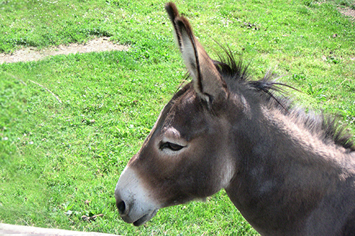 Mamma asina non vuole muoversi, la legano e la trascinano col fuoristrada: operaio e allevatore denunciati a Villaputzu