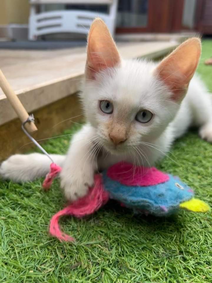 Adozione del cuore per il piccolo Ermes, il micro micino in cerca di coccole