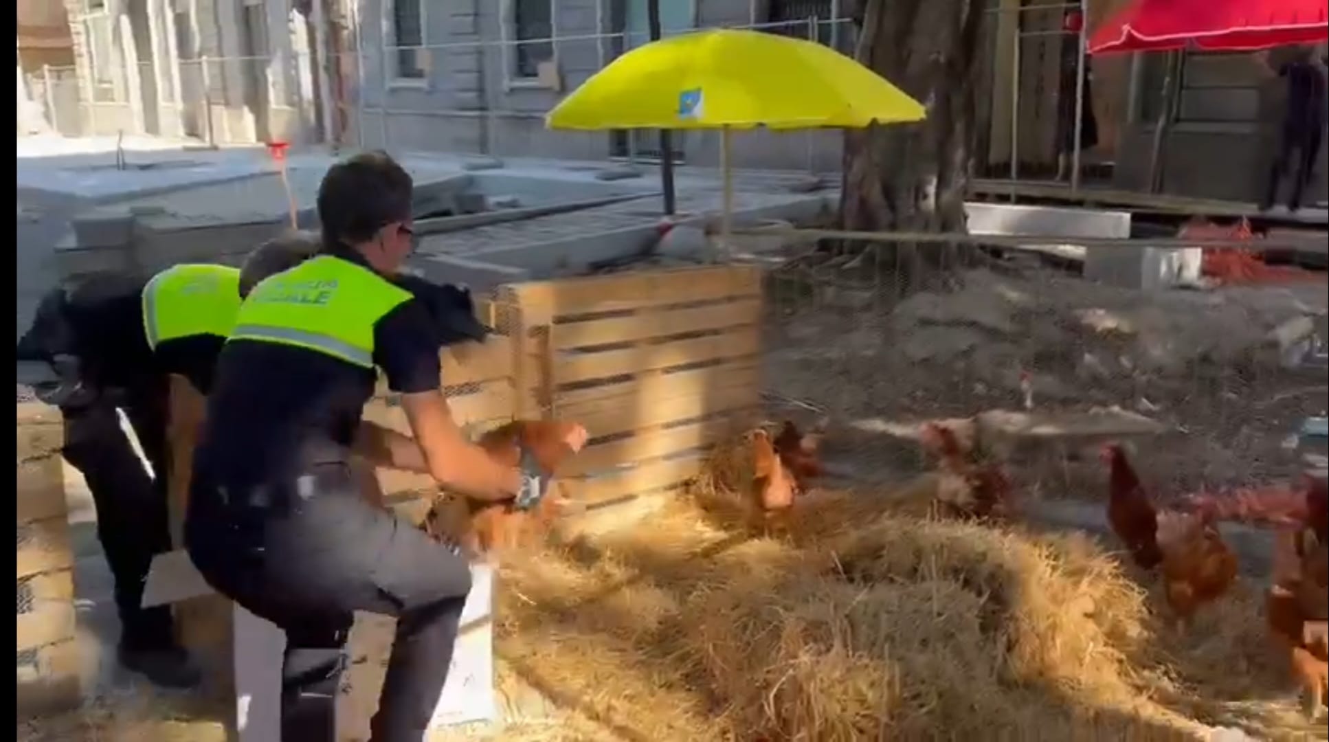 Le galline anti-Truzzu di viale Trieste diventano le star del web: “Povera Cagliari, giunta incapace”