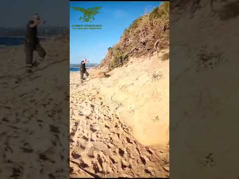 Guspini, salvato dai forestali un dolcissimo cervo con una zampa fratturata nella spiaggia di Piscinas