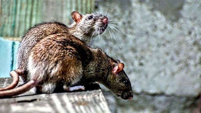 Topi a scuola a Sinnai, otto giorni di vacanza forzata per i piccoli alunni di Piazza Scuole