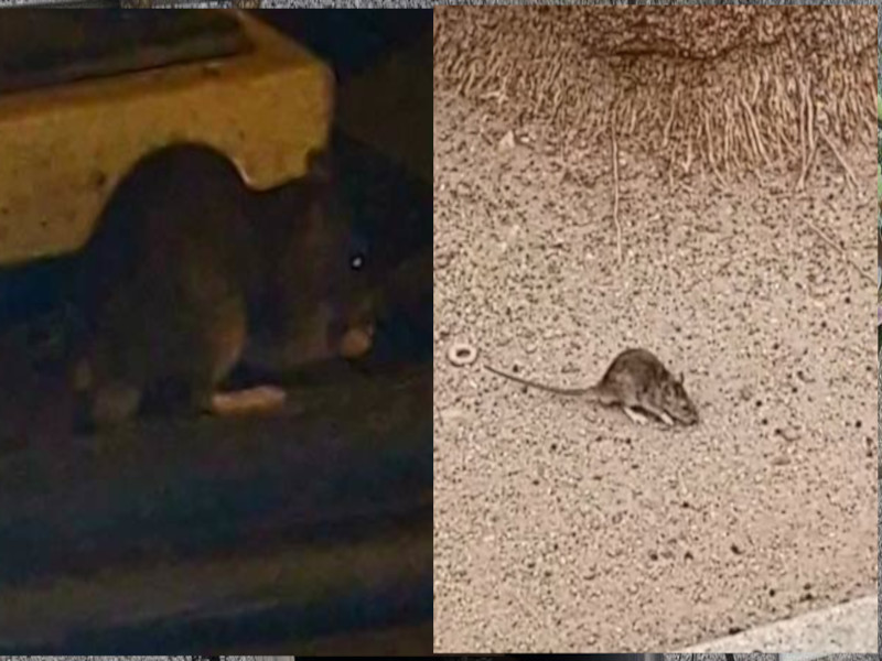 Da Cagliari a Quartu è emergenza topi: ratti trovati nelle scuole e avvistati tra la Marina e piazza Matteotti