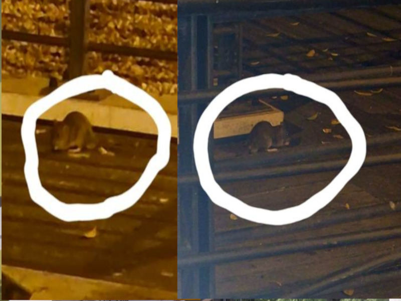 Cagliari, i topi scorrazzano indisturbati in piazza Matteotti: colonia di ratti davanti al Comune