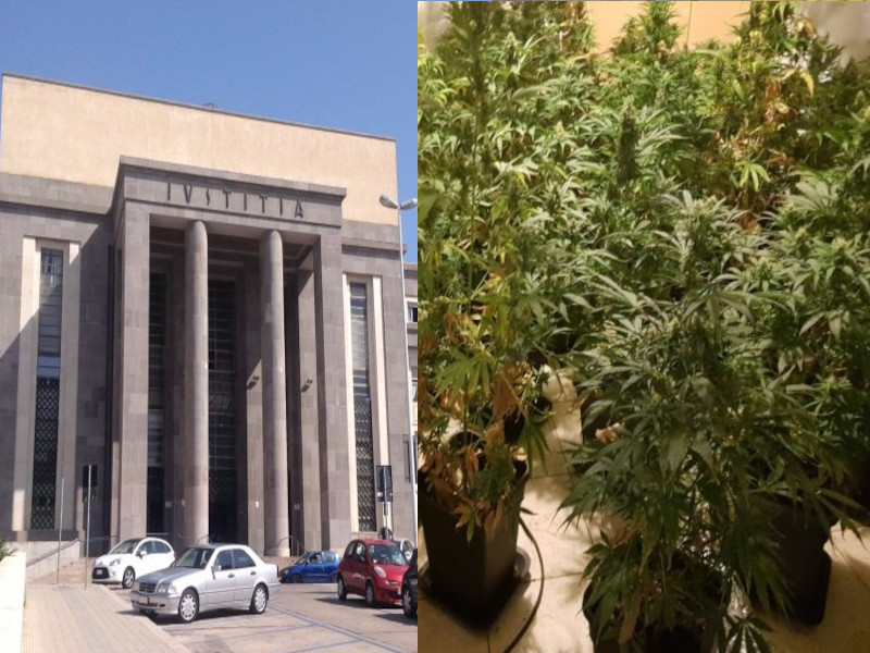 Mega piantagione di marijuana a Sestu, in 7 alla sbarra: nuovo round in tribunale a novembre