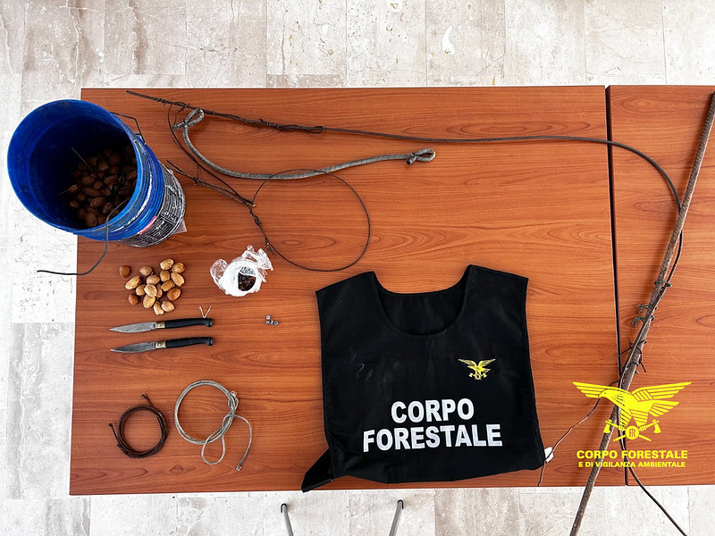 Lacci d’acciaio in campagna per catturare cervi e cinghiali: bracconiere denunciato a Sarroch