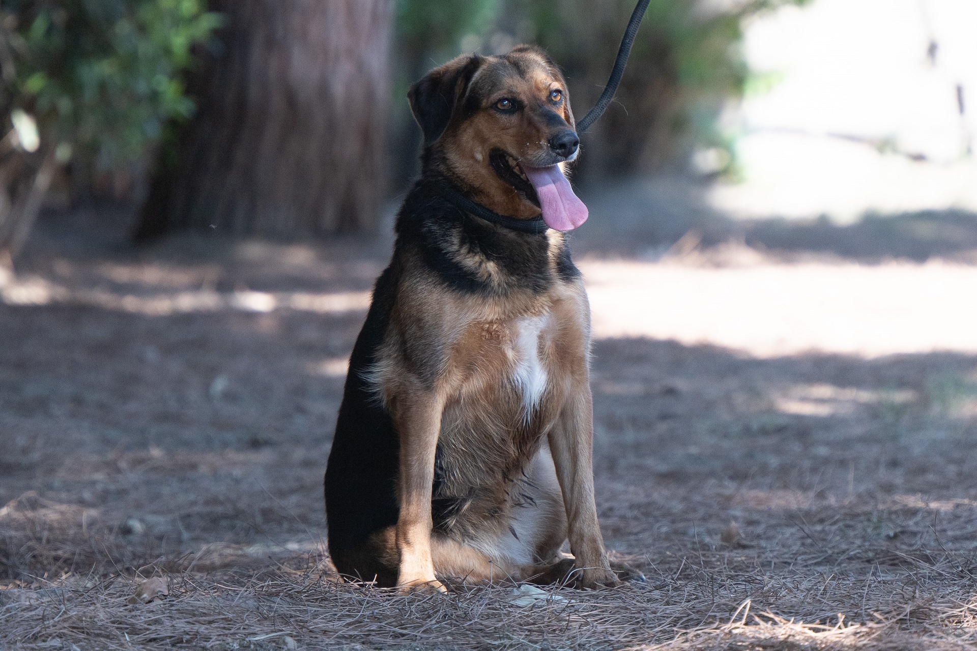 Cagliari, il segugio Elsa protagonista della campagna di adozioni del Canile comunale