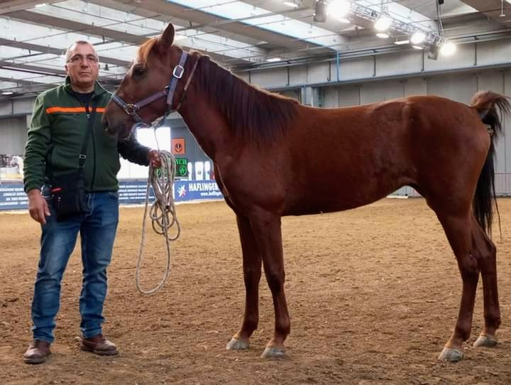 Il cavallino del Sarcidano in fiera a Verona, da 25mila anni è il big degli equini