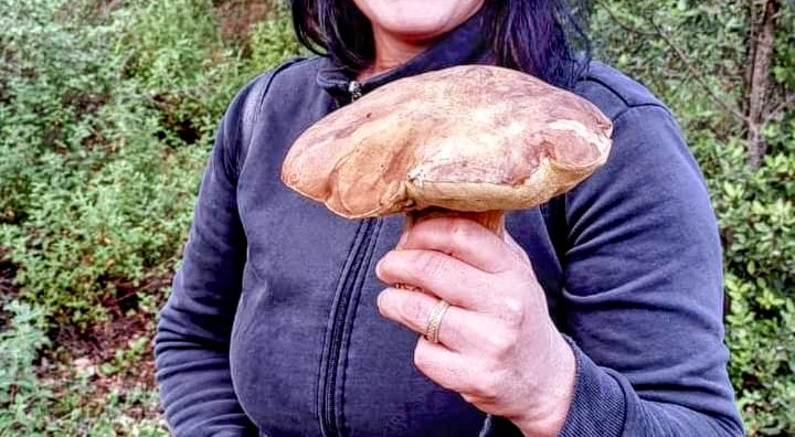 Gonnosfanadiga, la “Caccia al porcino” diventa una sfida