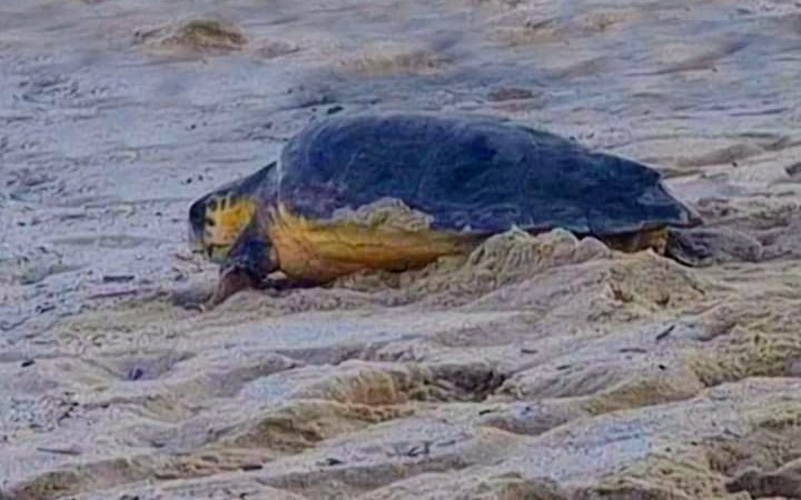 Pula, salva e nuovamente in mare la tartaruga Eva recuperata a Tavolara