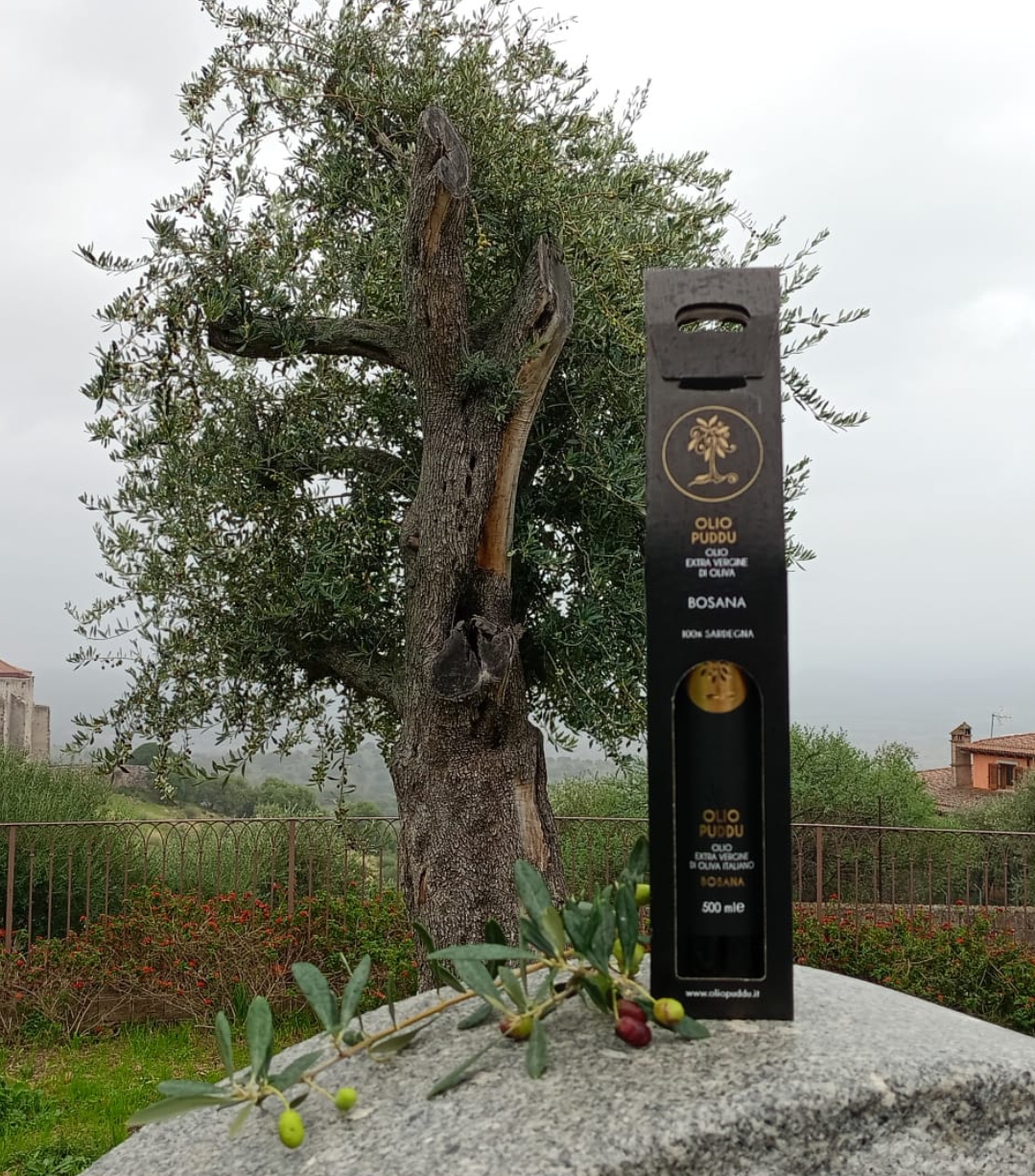 Olio sardo buono e salutare, piacere per il palato e toccasana naturale