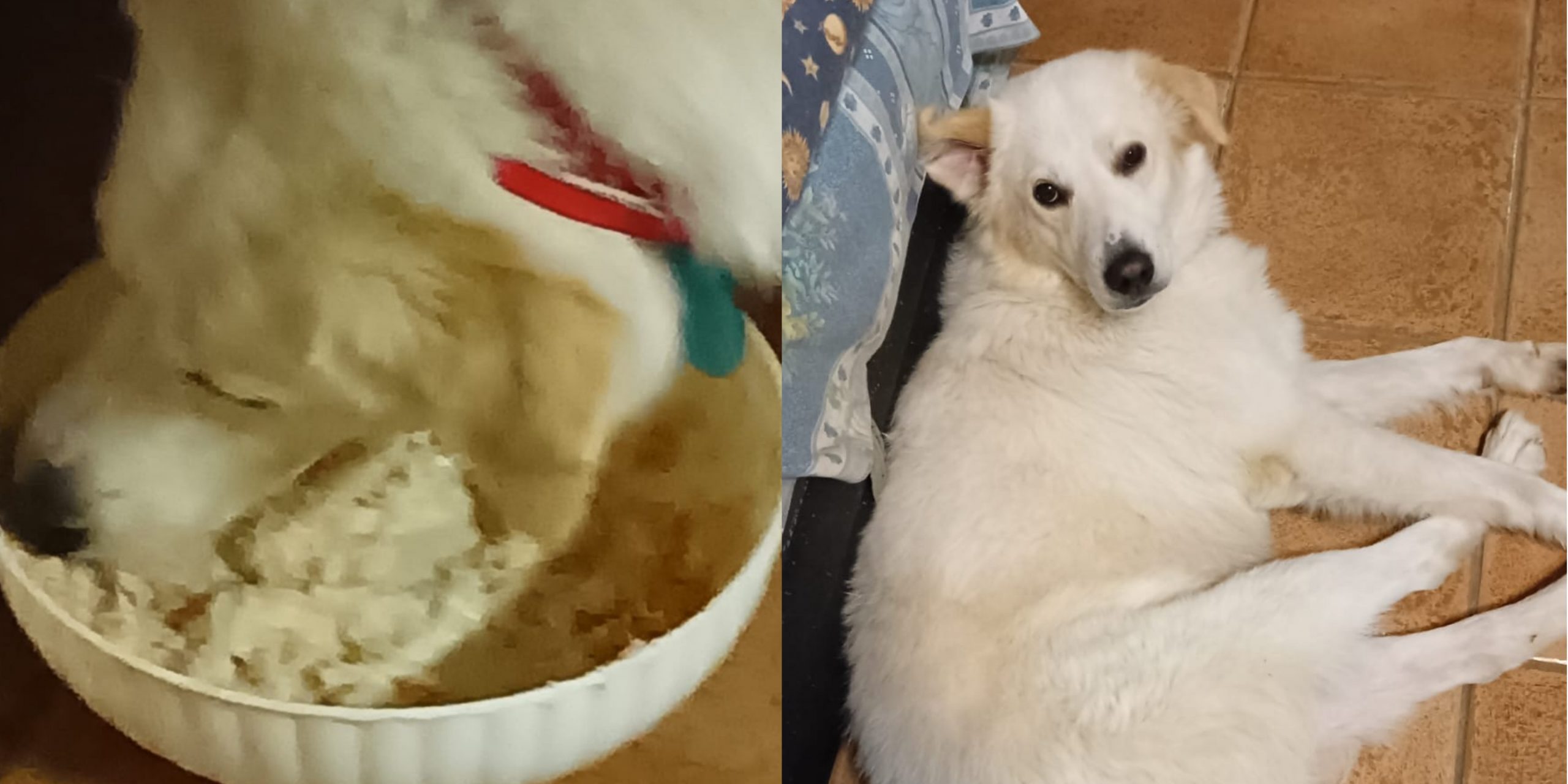 La bella notizia a San Sperate, Slim è nuovamente a casa