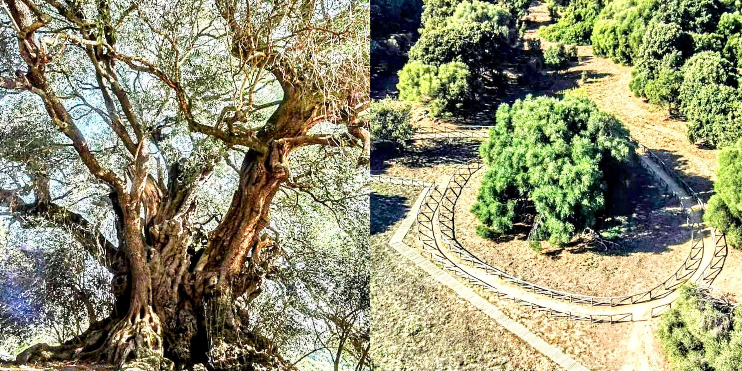 L’olivastro millenario di Luras in corsa per l’ambito titolo di albero più amato d’Italia