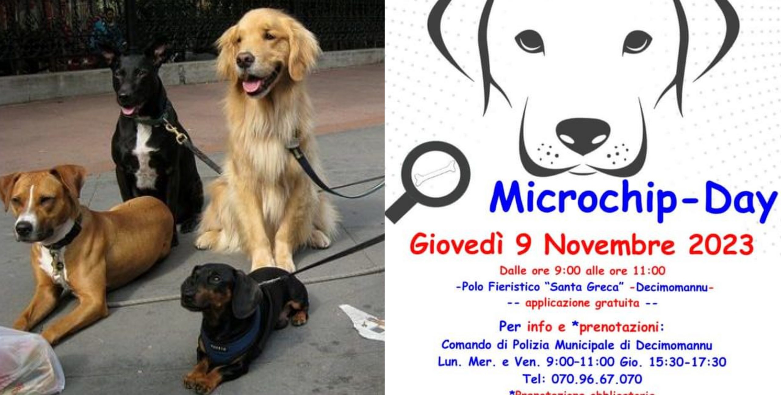 Decimomannu, cittadini a quattro zampe chiamati dal Comune per partecipare al microchip day