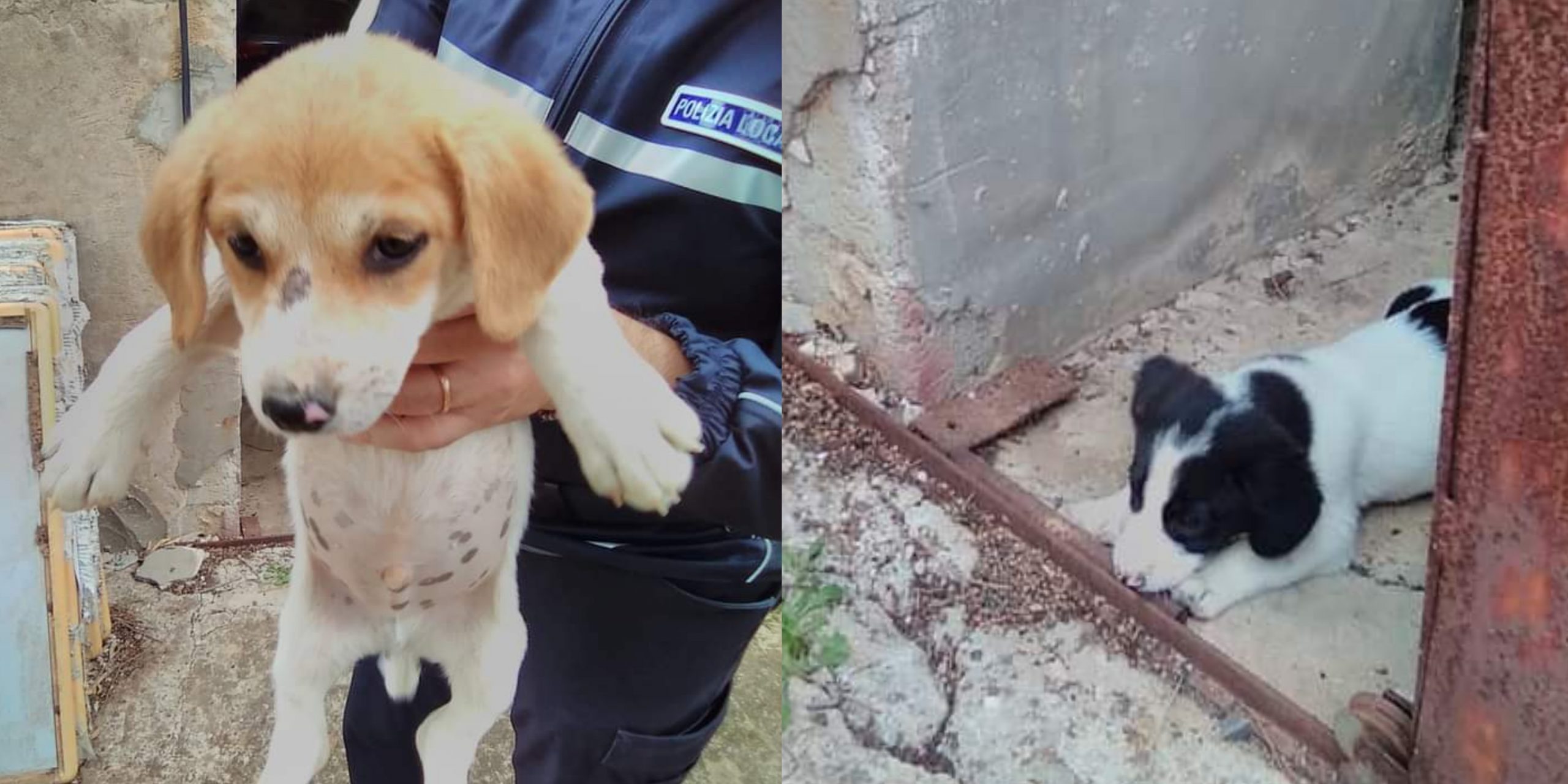 Siliqua, 2 cuccioli abbandonati lungo la Sp2: il Comune lancia un appello