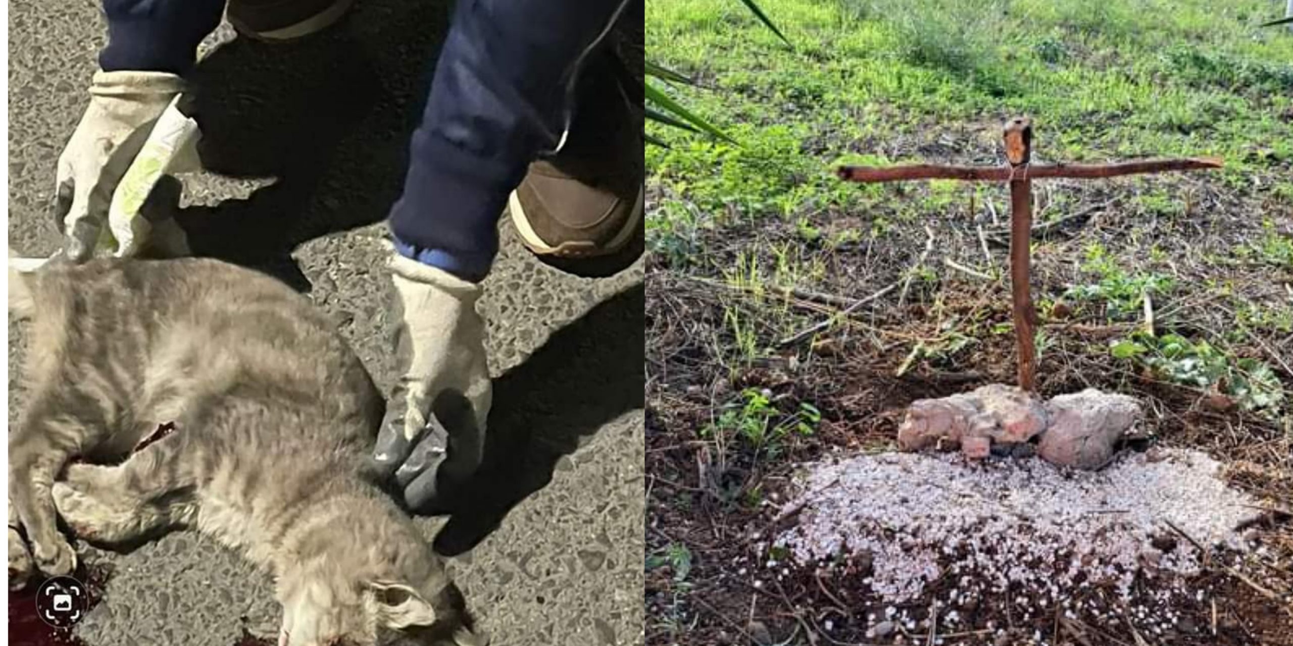 Sestu, un gattino abbandonato e ucciso in viale Vienna