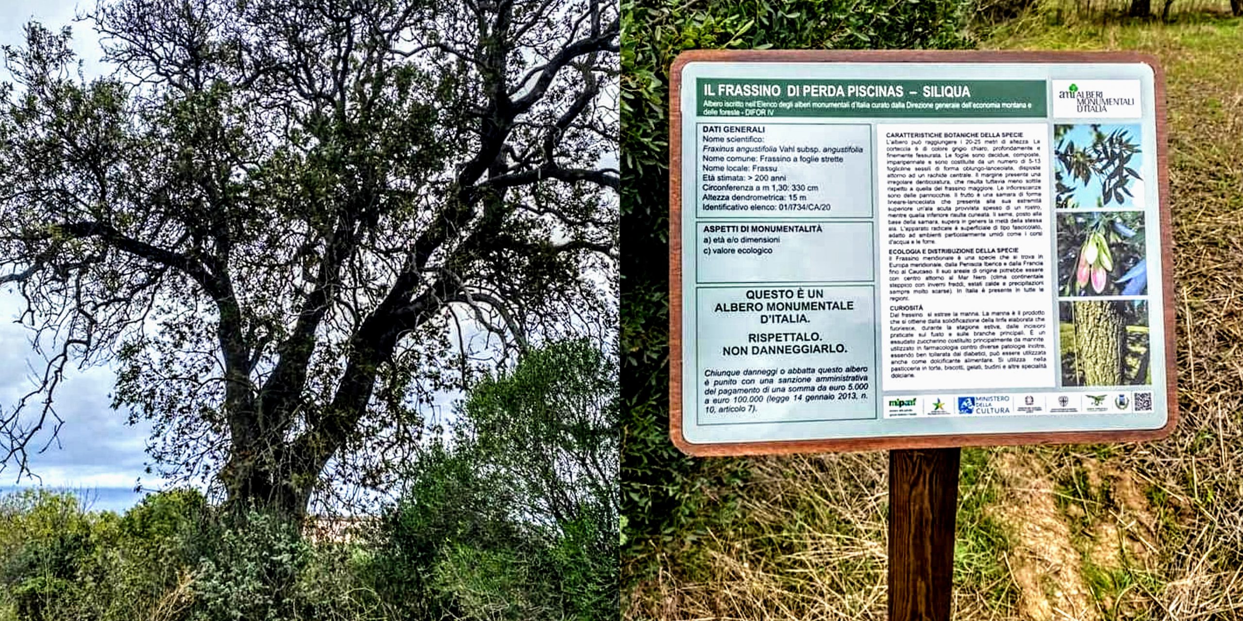 Il frassino di Perda di Siliqua fra gli alberi monumentali d’Italia