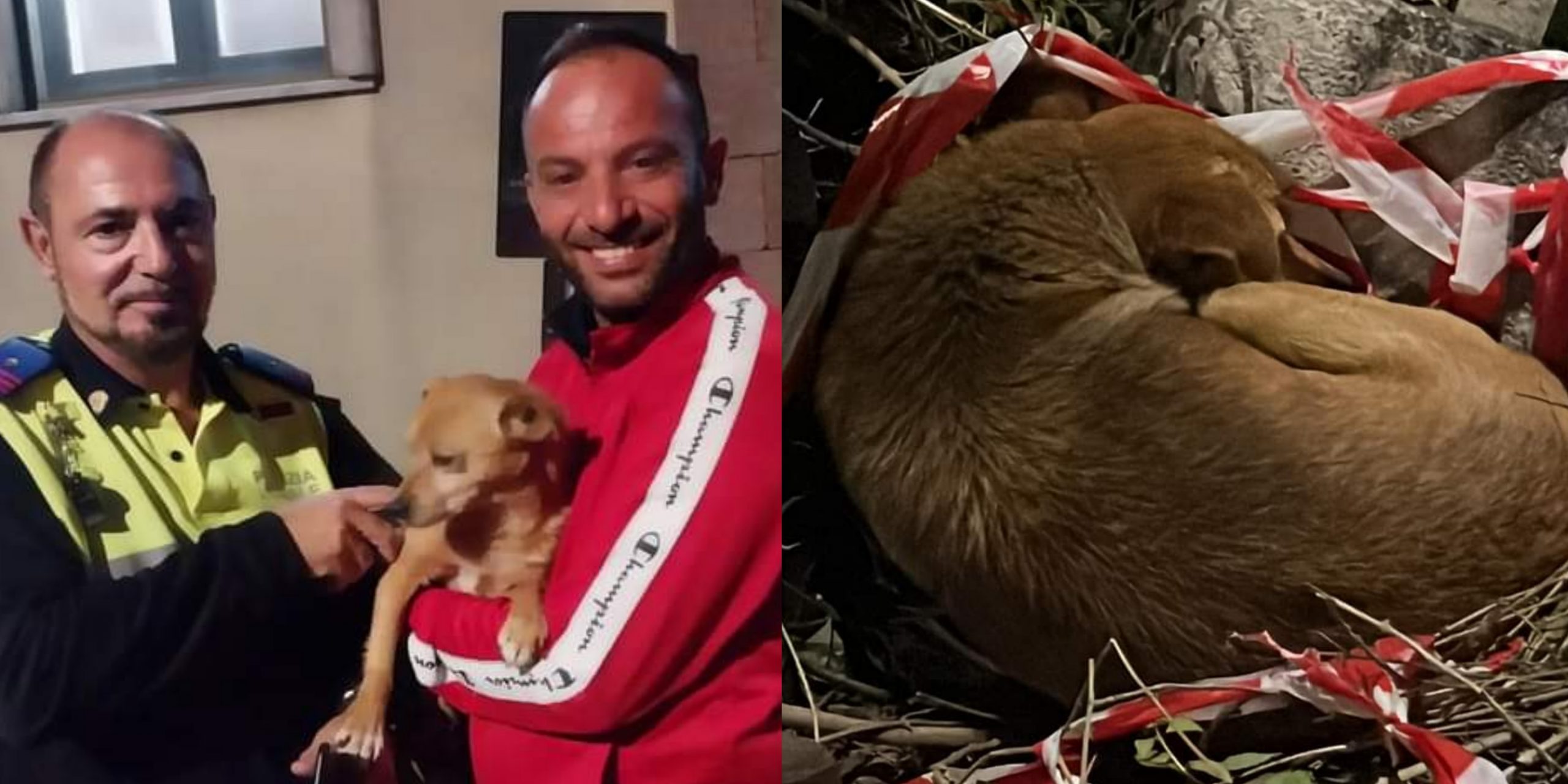 Maracalagonis, cane randagio ferito trovato e portato al sicuro