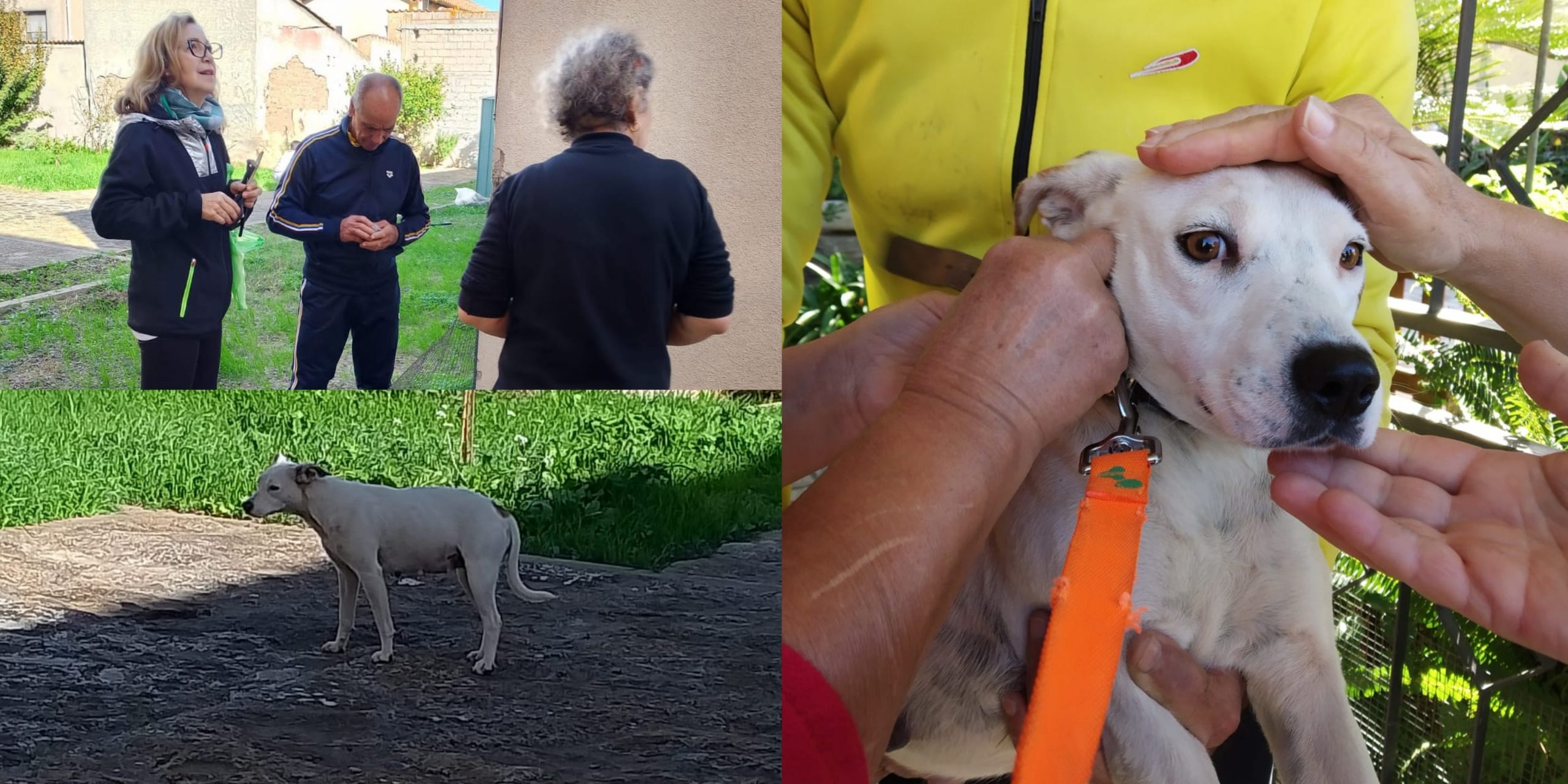 Samassi, primo tentativo di adozione fallito per la cagnolina abbandonata di via Togliatti