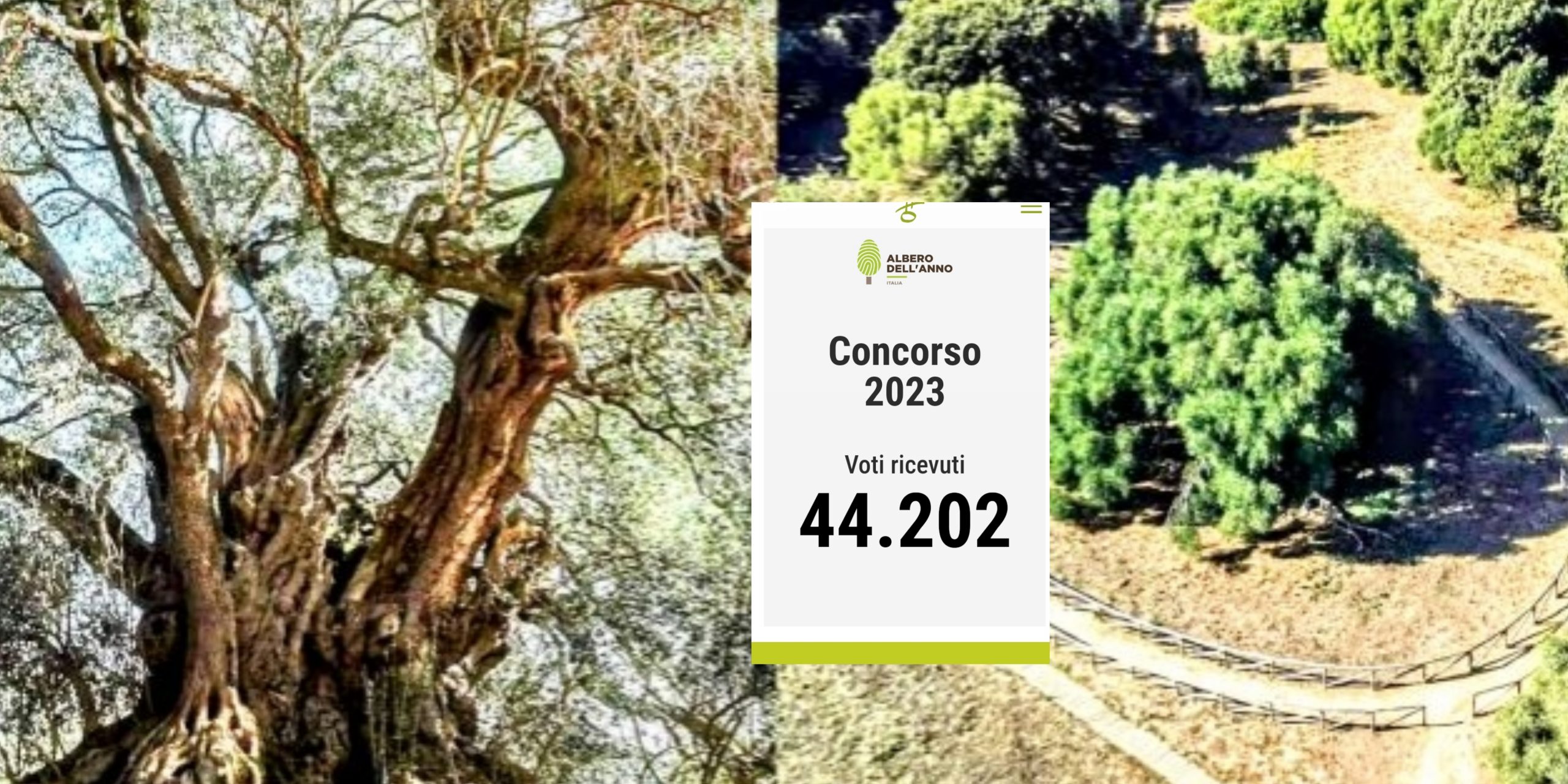 S’Ozzastru, il Patriarca di Luras si appresta a essere eletto albero dell’anno