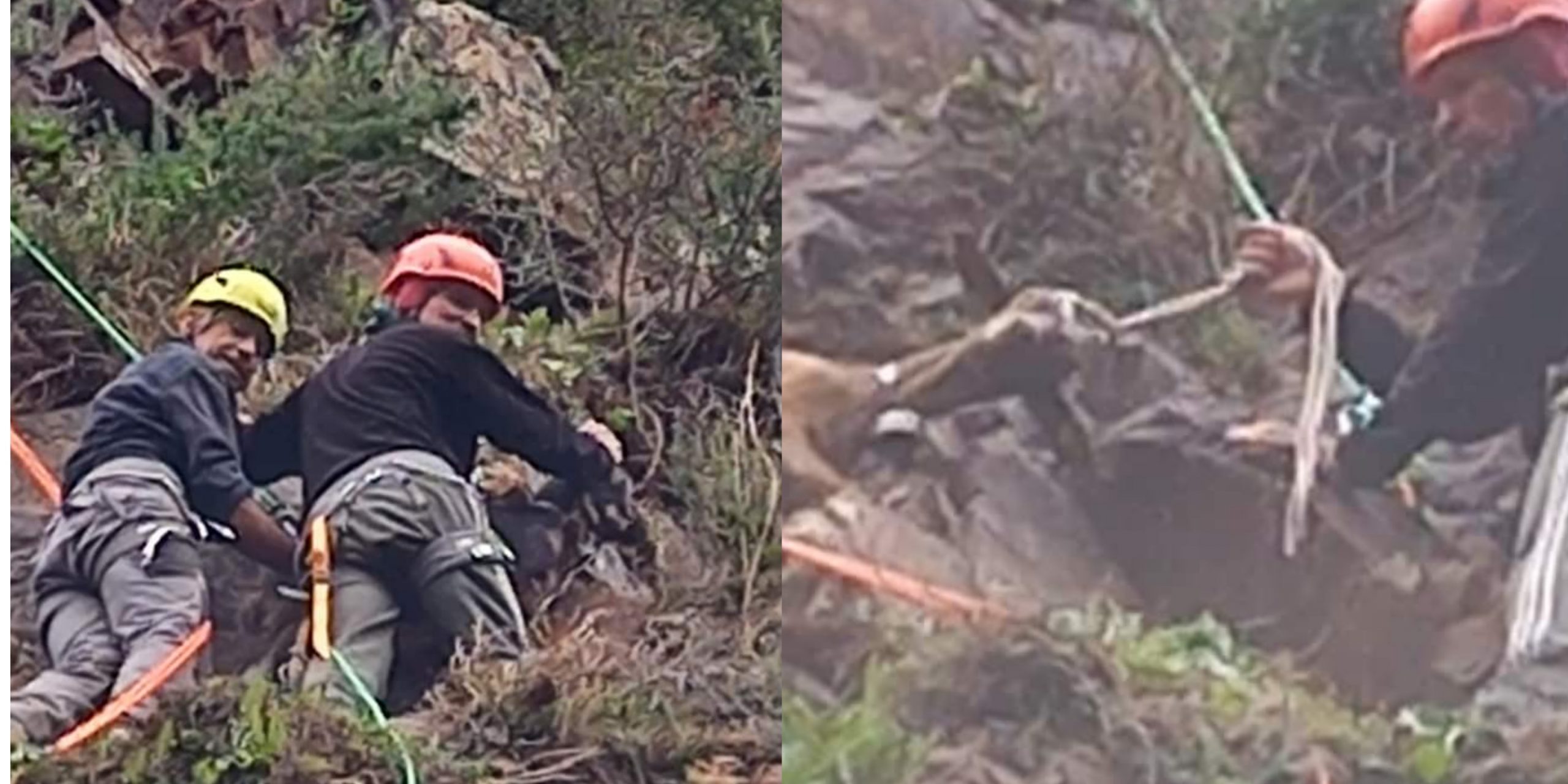 Sarroch, pericolo scampato e recupero speciale per tre caprette in un dirupo