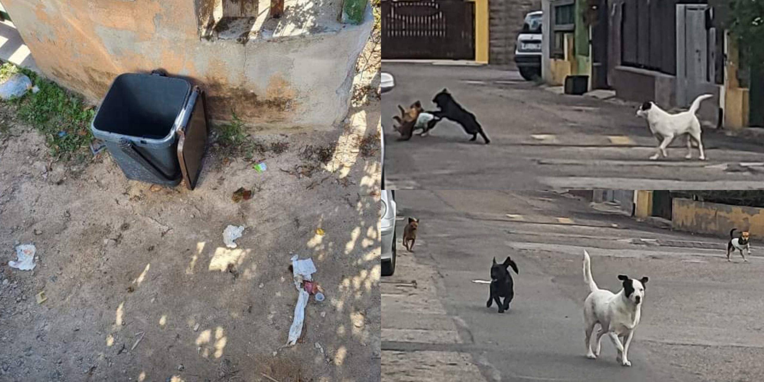 Preoccupazione a Torre degli Ulivi per un branco di cani: “Creano problemi ai residenti”