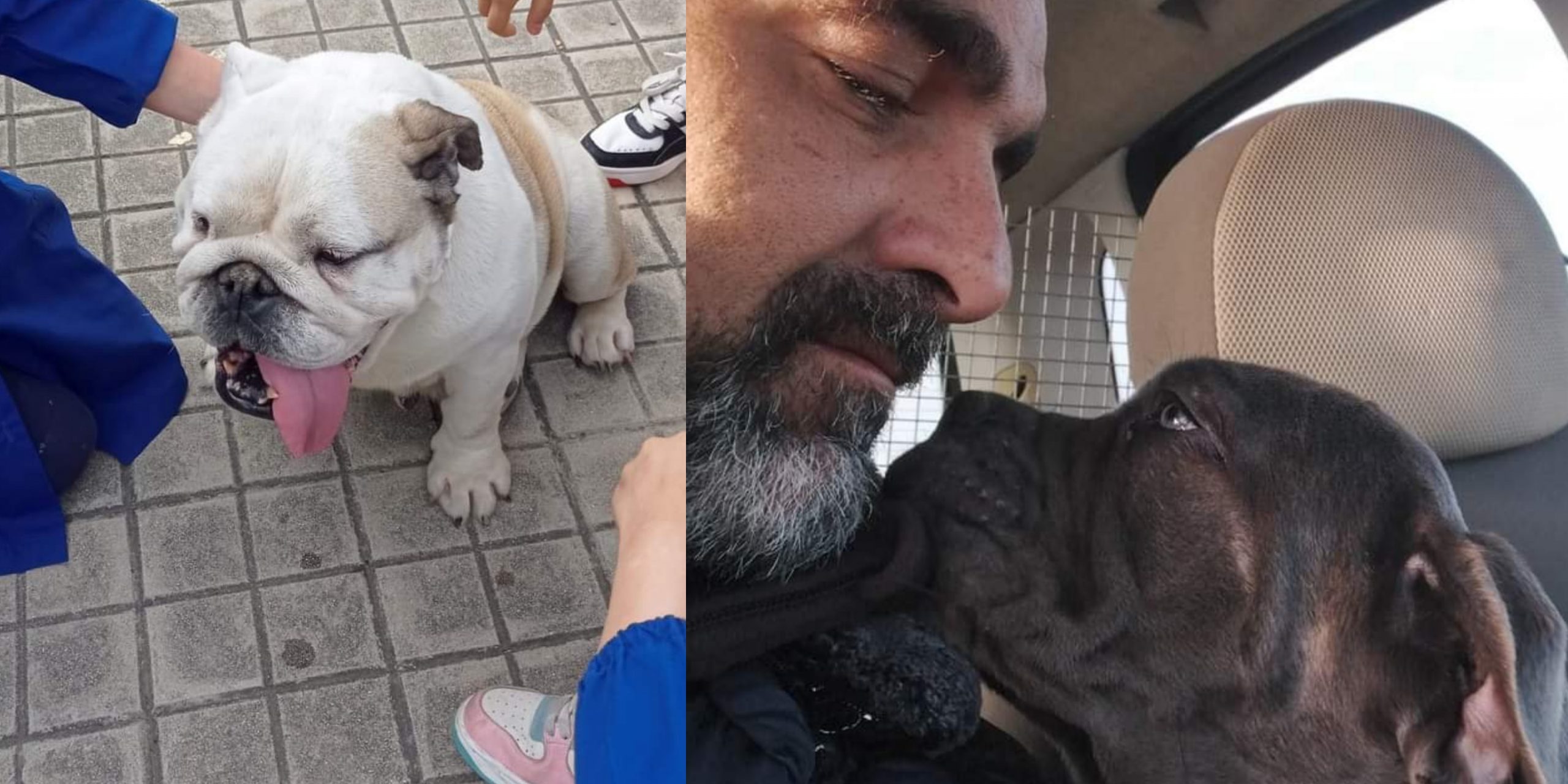 Sinnai, nelle scuole per insegnare ai più piccoli il rispetto verso gli animali