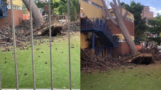 Cagliari, il pino crollato va tolto: il Comune sbarra la scuola di via Talete