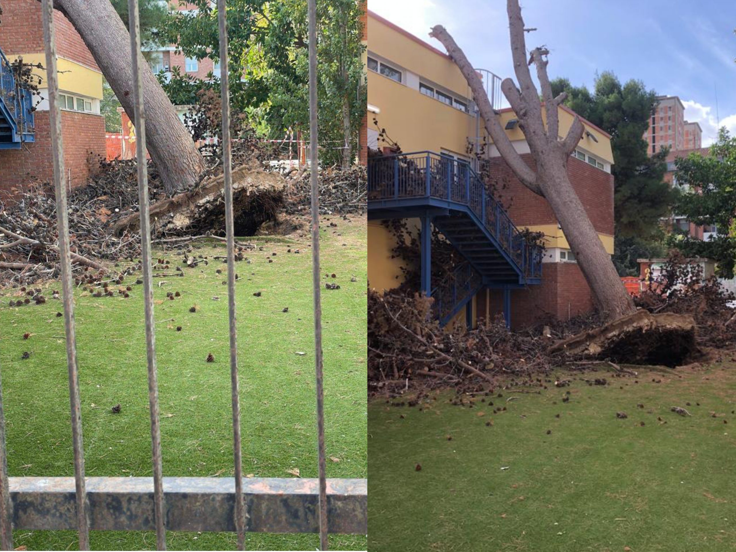 Cagliari, un albero si abbatte sulla scuola di via Talete al Cep: “Verificate le condizioni dell’edificio”