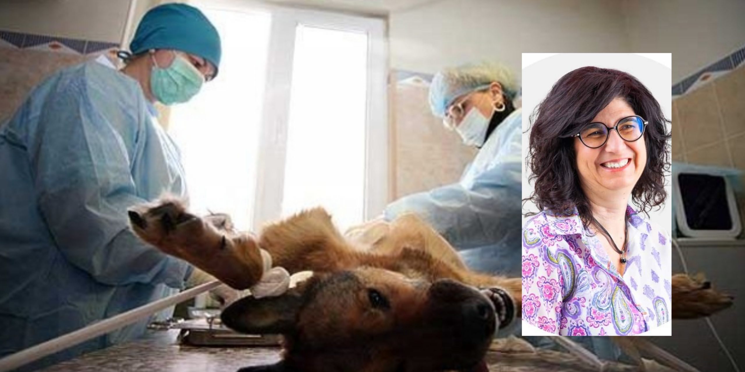 Ad Assemini un dottore per gli animali convenzionato