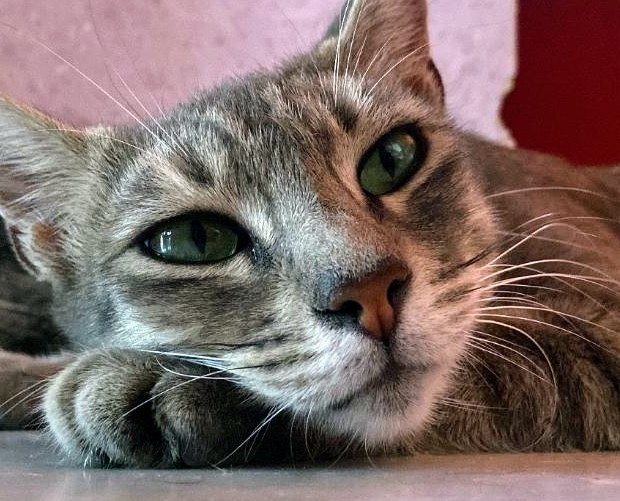 Censire e registrare le colonie feline, a Monserrato ora si può