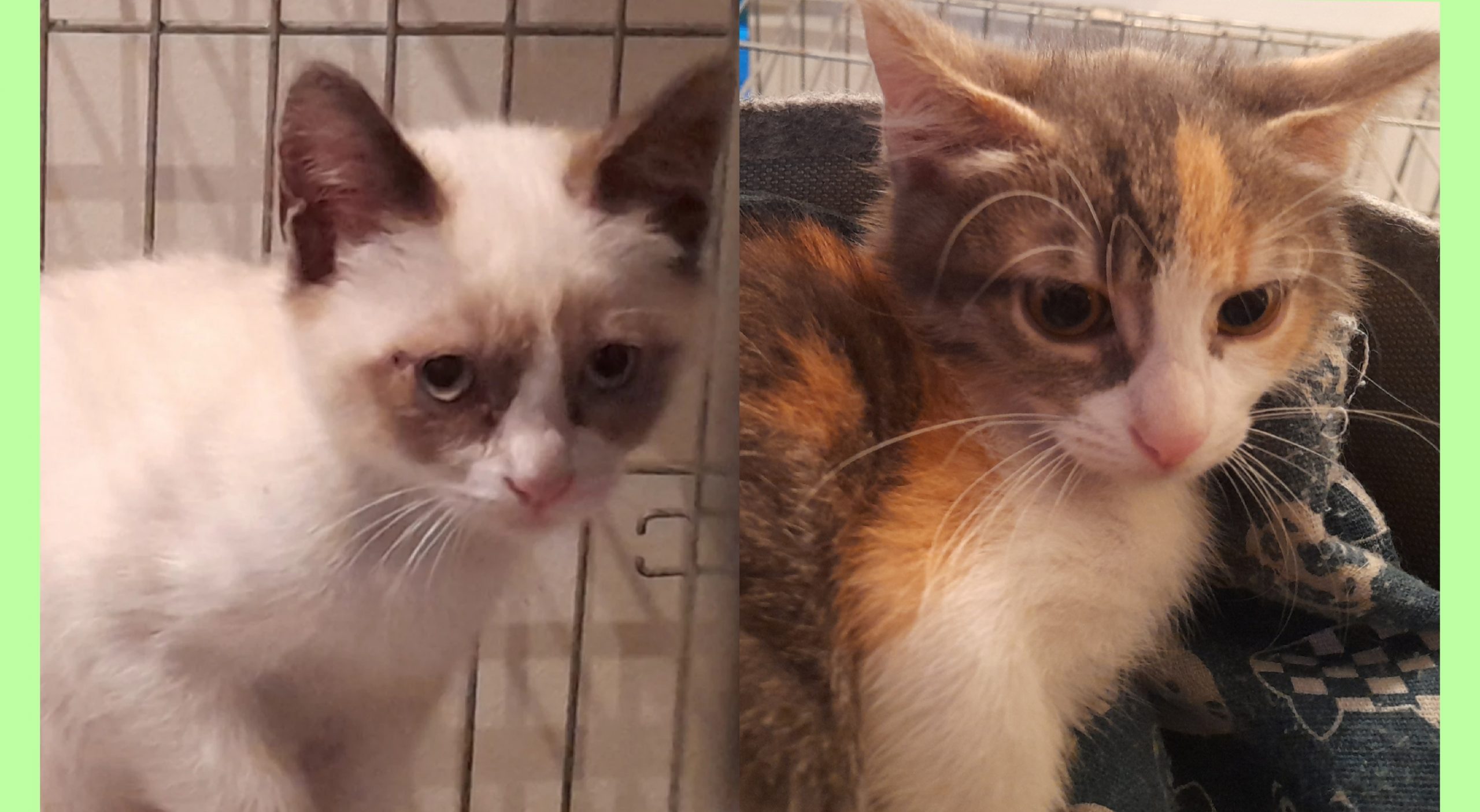 Angelina e Sara si vogliono tanto bene, cercano adozione di coppia: non separiamole